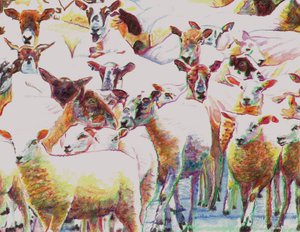 Flock, 2011 by Helen White